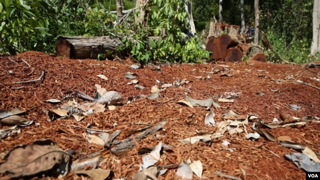 A recently cut-timber that were secretly cut down in forest in Ratanakiri province, photo taken onDecember 2015. (Nov Povleakhena/VOA Khmer) 