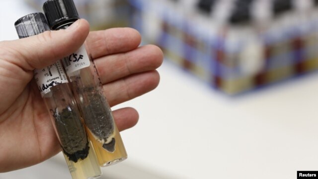 Muestras del hongo asociado a los esteroides contaminados que ocasionaron el brote de meningitis.