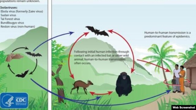 Chu trình lây nhiễm virus Ebola giữa các động vật và lây sang người