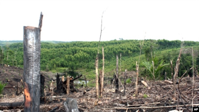 Deforestation, forest dependent community on the Kampar Peninsula in Riau Province, Sumatra, Indonesia.