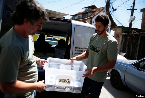 FILE - Technicians carry containers filled with Aedes aegypti mosquitoes with the dengue-blocking Wolbachia bacteria before they are released at the Tubiacanga neighborhood in Rio de Janeiro, Sept. 24, 2014. Similar work has been done in Australia, Vietnam and Indonesia.