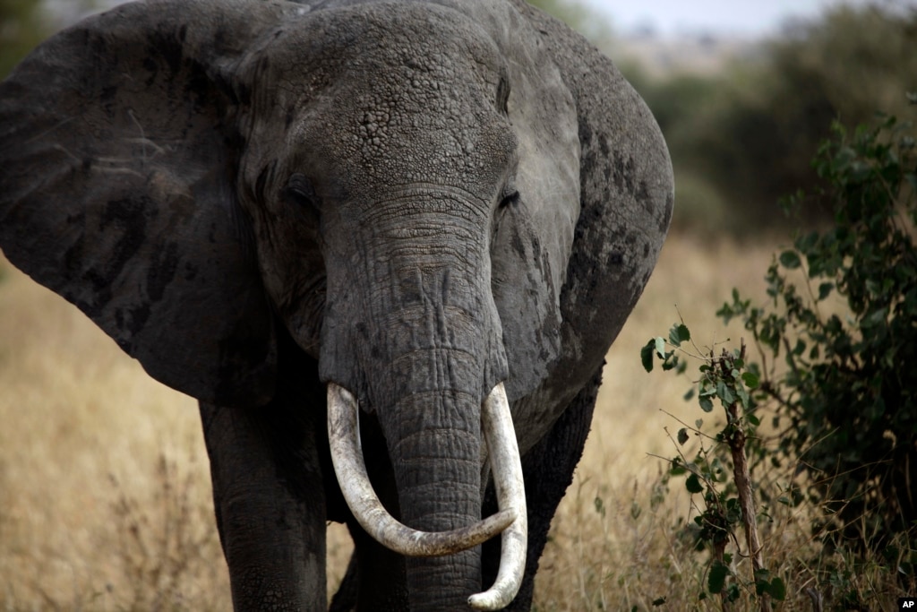Uganda Takes Aim at Wildlife Poachers