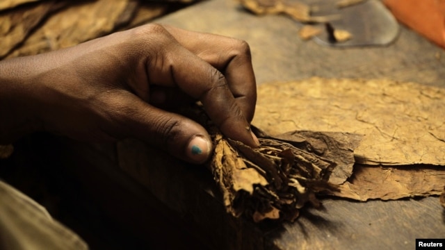 A woman rolls a cigar at the Cohiba cigar factory 'El Laguito' in Havana, September 10, 2012.  