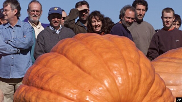 Espectadores en Rhode Island observan una calabaza gigante similar a la cultivada en la feria de Topsfield, la cual pesó 911 kilos (2.009 libras).