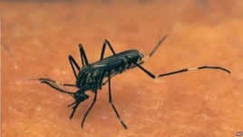 Mosquito bites a human arm..