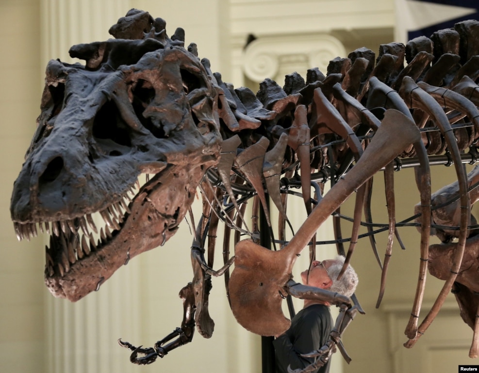 미국 일리노이주 시카고의 '필드' 박물관 관계자가 '수'라는 이름의 티라노사우루스 화석에서 연구 목적으로 앞다리를 떼어내기 위해 관찰하고 있다.