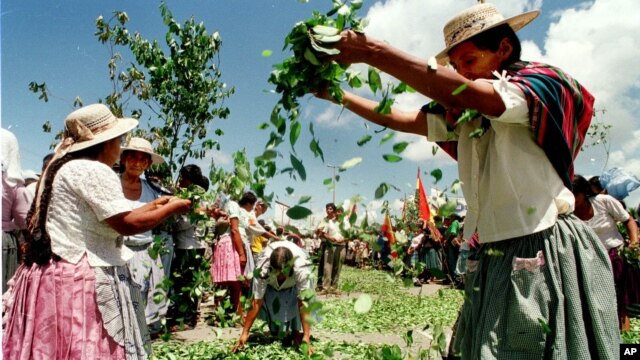 Afganistán se consolidó como el lugar de origen del 90% del opio ilícito a nivel mundial, mientras que latinoamérica produce un 95% de las drogas ilícitas que llegan a EE.UU.