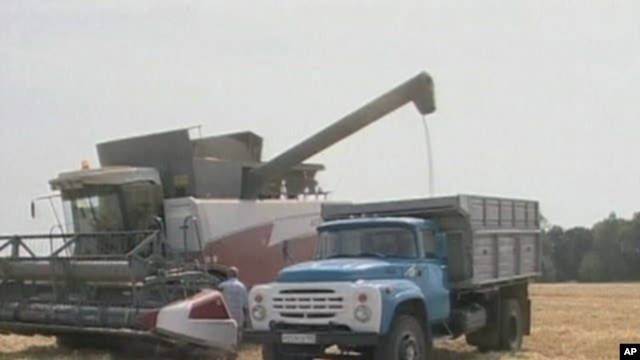 One of the key factors pushing up food prices is the growing use of food crops to produce fuel.