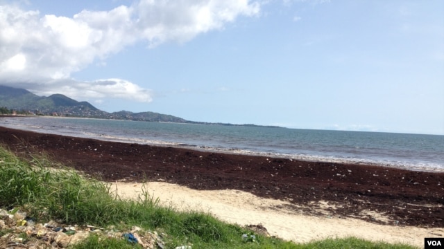 FILE - Sargassum seaweed blankets Lumley beach, Freetown, Sierra Leone, Oct. 1, 2015. (N.de Vries/VOA). 