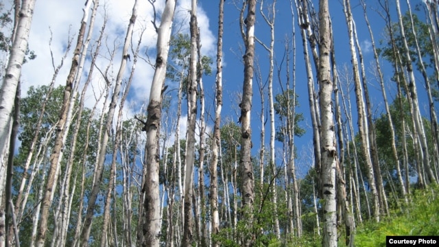 Aspen, the most widespread tree in North America, is suffering from what scientists call sudden drought-induced death from climate change. (Credit: Kimberly Pham) 