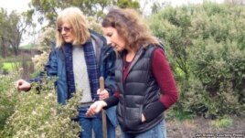 Margaret Smither-Kopperl (left) and Jessa Kay Cruz examine a coyote shrub brush in a hedgerow at Lockeford Plant Materials Center in Pleasanton, Calif
