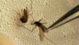FILE - A mosquito is sorted according to species and gender before testing for virus at the Dallas County mosquito lab in Texas.