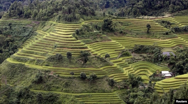 FILE - Terraced rice paddy fields are seen during the harvest season in Hoang Su Phi, north of Hanoi, Vietnam, Sept. 18, 2015.