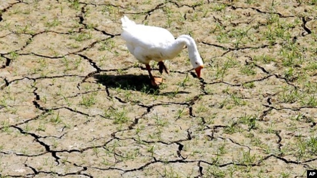 A goose feeds on the bank of a dried-up creek bed near Lake Arlington in Arlington, Texas, August, 2011.