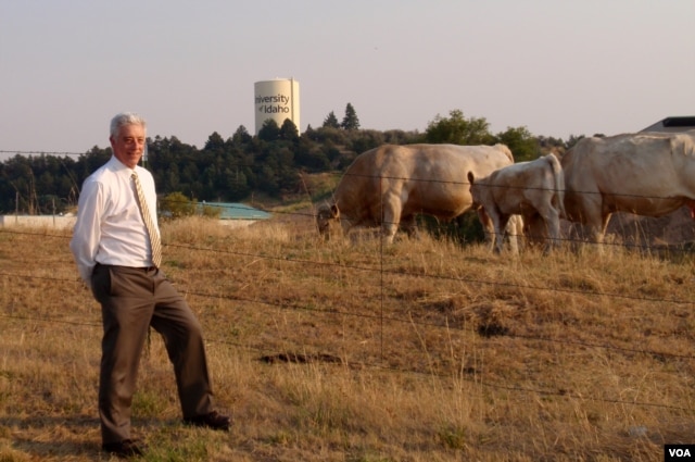 University of Idaho Professor Rod Hill with part of the university's purebred herd (VOA/T. Banse)