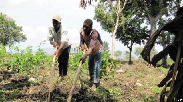 Farmers near Petit-Goâve, Haiti, prepare the soil for planting.