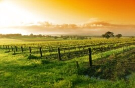 Vườn nho ở Thung lũng Barossa, Australia