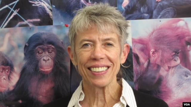  Anthropology Professor Kristen Hawkes says humans are distinct among primates when it comes to longevity. Credit: Lee J. Siegel, University of Utah                      