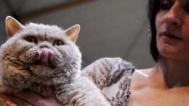 A woman holds her Selkirk Rex at cat exhibition in Fleurus, Belgium, Jan. 28, 2012.