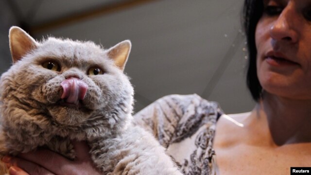 A woman holds her Selkirk Rex at cat exhibition in Fleurus, Belgium, Jan. 28, 2012.