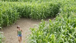 A corn maze in Rhode Island