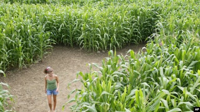 A corn maze in Rhode Island