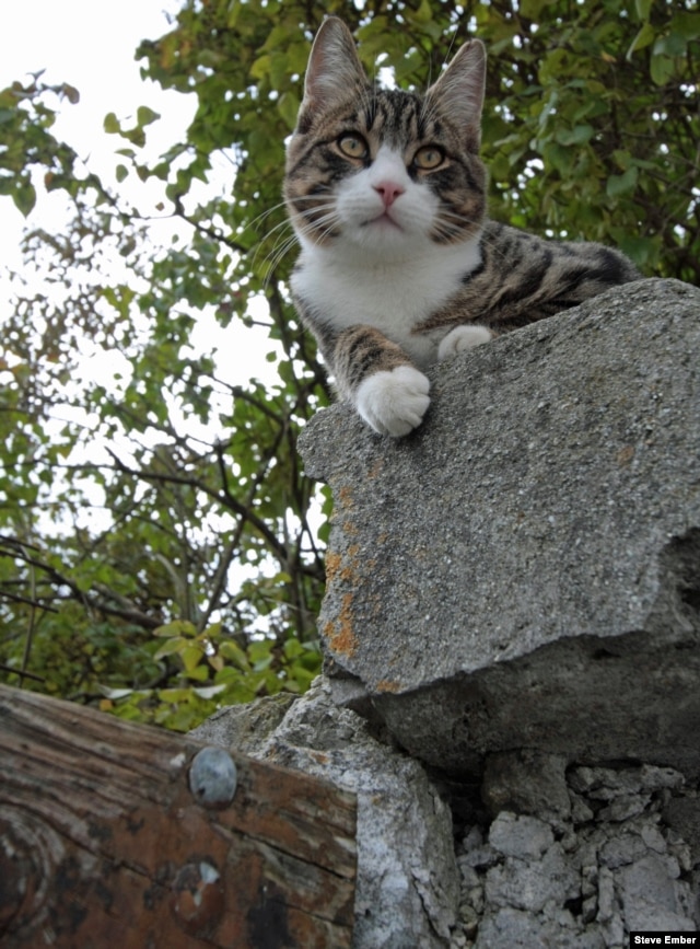 Cats often like to be in high places to check their surroundings