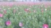 Afghanistan Continues to Be Hub of Poppy Cultivation