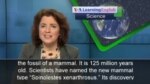 Fossilized Creature May Be Earliest Mammal on Earth Fossilized Creature May Be Earliest Mammal on Earth