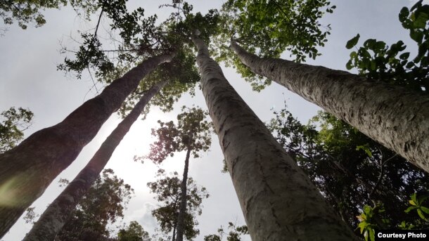 Mitragyna speciosa leaves come from trees like these in Southeast Asia. (Credit: C. Kratom)