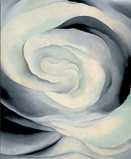 Abstraction White Rose