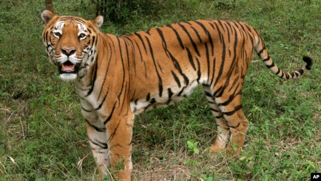 A tiger looks on in the jungles of Banergatta Biological Park, about 25 kilometers (16 miles) south of Bangalore, India (2006 file photo).