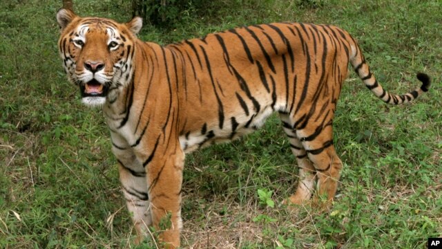 A tiger looks on in the jungles of Banergatta Biological Park, about 25 kilometers (16 miles) south of Bangalore, India (2006 file photo).