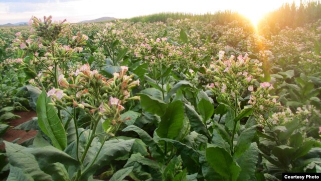 Hybrid tobacco plants at a test farm for aviation biofuel production in Limpopo province, South Africa. (Photo credit: Sunchem South Africa)  