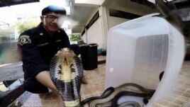Anh Khun Pinyo xử lý một con rắn hổ mang có nọc độc, ngày 28 tháng 2 năm 2016. (Z. Aung / VOA)