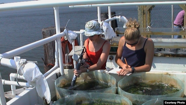 Students measure ecosystem production in an estuary. (Emmett Duffy)