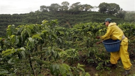 A worker picks coffee beans on a plantation on the slopes of the Poas Volcano, northwest of the capital of San Jose, Costa Rica.