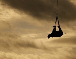 As part of the WWF’s efforts to save the black rhino, the organization has been lifting animals by means of helicopters to areas in South Africa’s KwaZulu-Natal province