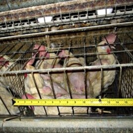 Animal welfare groups say chickens in battery cages are not given enough room to move or raise their wings.