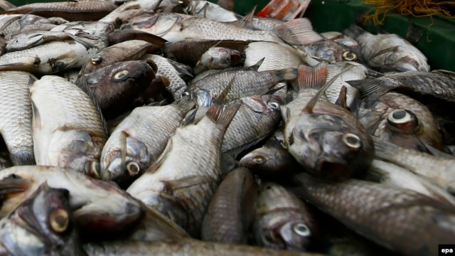 Việt Nam mới đây cho biết rằng đã “xác định được nguyên nhân cá chết” gây tác động tới người dân ở một loạt các tỉnh miền Trung, nhưng “chưa thể công bố”.