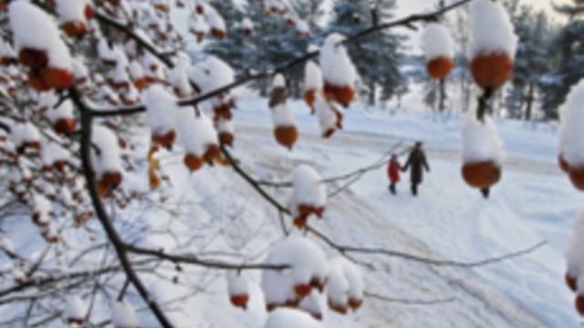 The Science of Snow