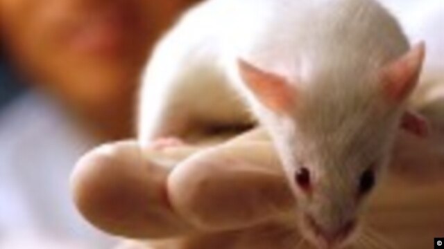 Humanized mouse had same reaction to HIV as humans