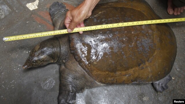 Fisherman Nguyen Ba Toan uses a ruler to measure a turtle, the Amyda Cartilagineus, in his house in Hanoi, October 14, 2011. 