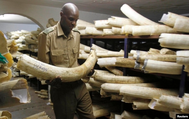 FILE - A Zimbabwe National Parks and Wildlife Management official checks ivory inside a storeroom in Harare, Aug. 22, 2012.