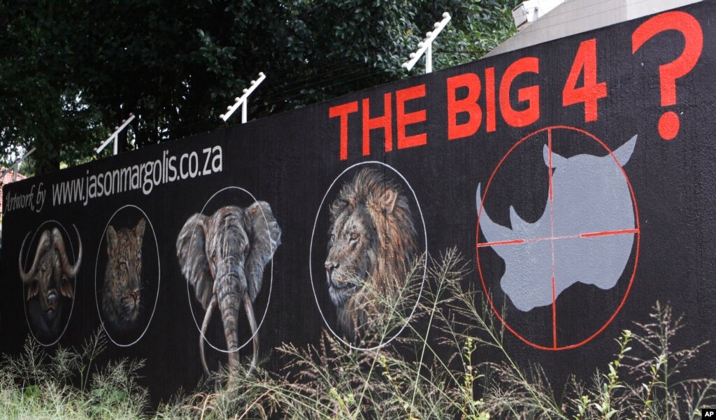 Stop rhino poaching essay picture