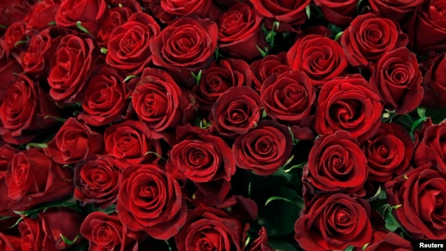 El 97% por ciento de la producción de flores en Colombia es exportado a Estados Unidos y Europa.