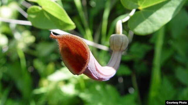 Natural remedies from a family of herbs called Aristolochia have been linked to kidney disease and cancer, according to British researchers. (Photo by Carsten Niehaus)