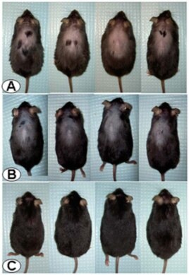 Researchers investigating how stress affects digestion may have found a chemical compound that induces hair growth by blocking a stress-related hormone associated with hair loss.