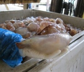 Georgia jellyfish are dried, preserved and packaged before being sold to a seafood distributor that ships them to Japan, China and Thailand.