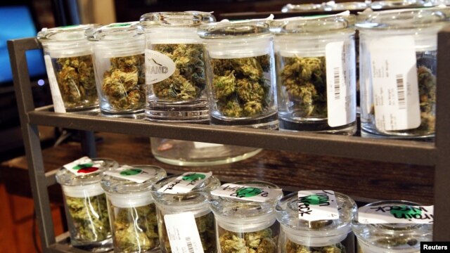 Setelah dua negara bagian di Amerika melegalisasi marijuana, para pemimpin Amerika Latin khawatir akan berdampak negatif bagi negara mereka (foto: dok). 